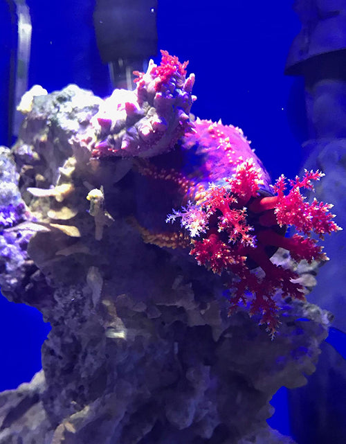 Load image into Gallery viewer, Prime Fresh and Saltwater Conditioner - Chemical Remover and Detoxifier
